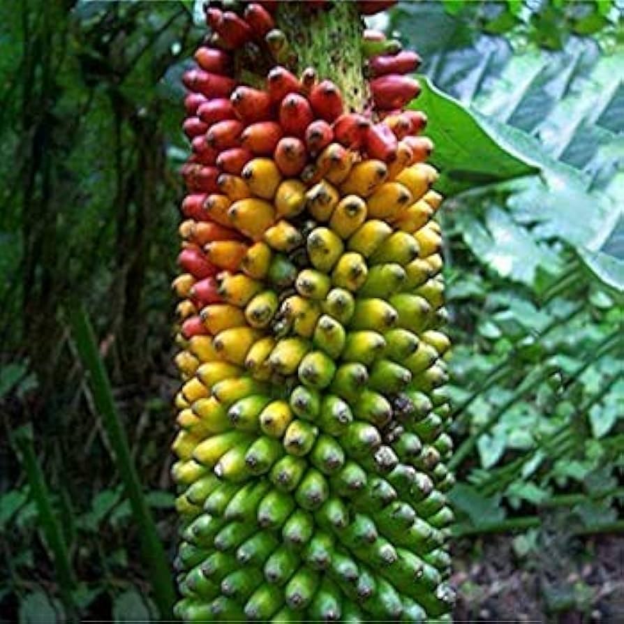 Multi-Color Banana Fruit Seeds For Planting