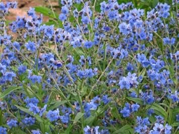 Cynoglossum Flower seeds for Planting - Hardy Variety, Heirloom & GMO Free Seeds for Home Garden
 
 Sale seeds for home garden