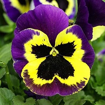 Blue White Azalea Flower Seeds for Planting Cut Flower Favorite Heirloom & GMO Free Seeds for Home Garden
 
 Sale for planting in home garden