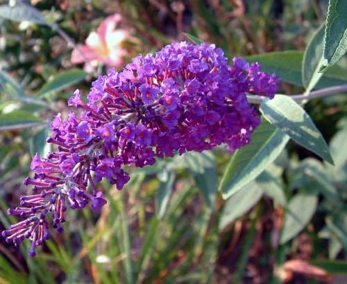 Violet Buddleia Flower Seeds For Planting