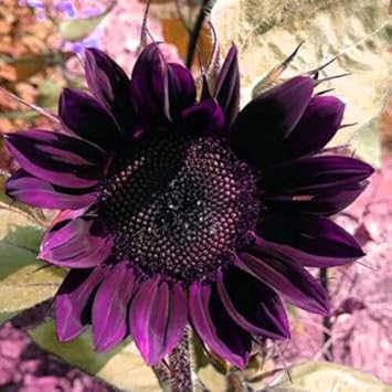 Deep Purple Sunflower Flower seeds for Planting - Cottage Garden Essential, Heirloom & GMO Free Seeds for Home Garden
 
 Sale seeds for planting in home garden