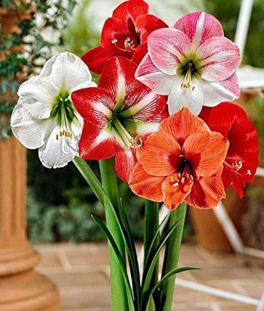 Ash Amaryllis Seeds For Planting Flower