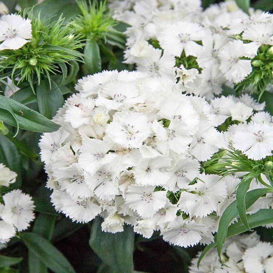 White Dianthus Flower Seeds Planting Pure