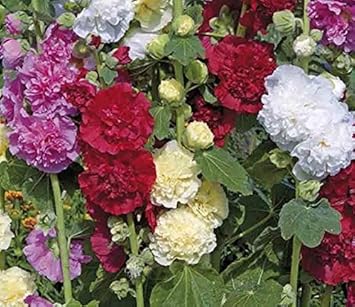 Althaea Rosea Seeds - Mixed Colors For Planting