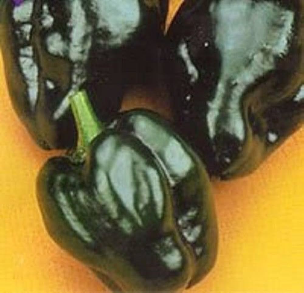 Poblano Pepper Capsicum annuum for planting in vegetable patch