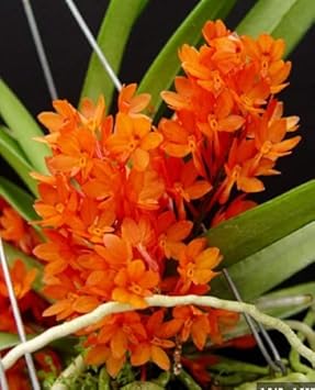 Orange Ascocentrum Flower seeds for Planting - Pollinator Friendly, Heirloom & GMO Free Seeds for Home Garden
 
 Sale seeds for planting in home garden