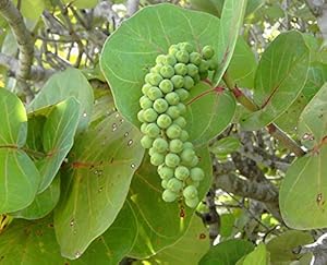 Seagrape Fruit Cocoloba uvifera for planting in coastal garden