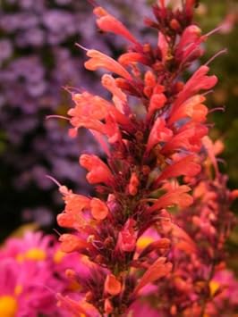 Orange Agastache Flower seeds for Planting - Long Bloom Season, Heirloom & GMO Free Seeds for Home Garden
 
 Sale seeds for home garden