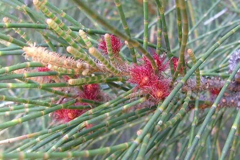 Larch Tree Larix decidua for planting in landscape