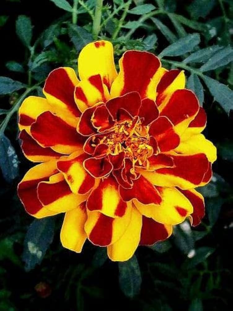 Red & Yellow Marigold Flower Seeds For Colorful Planting