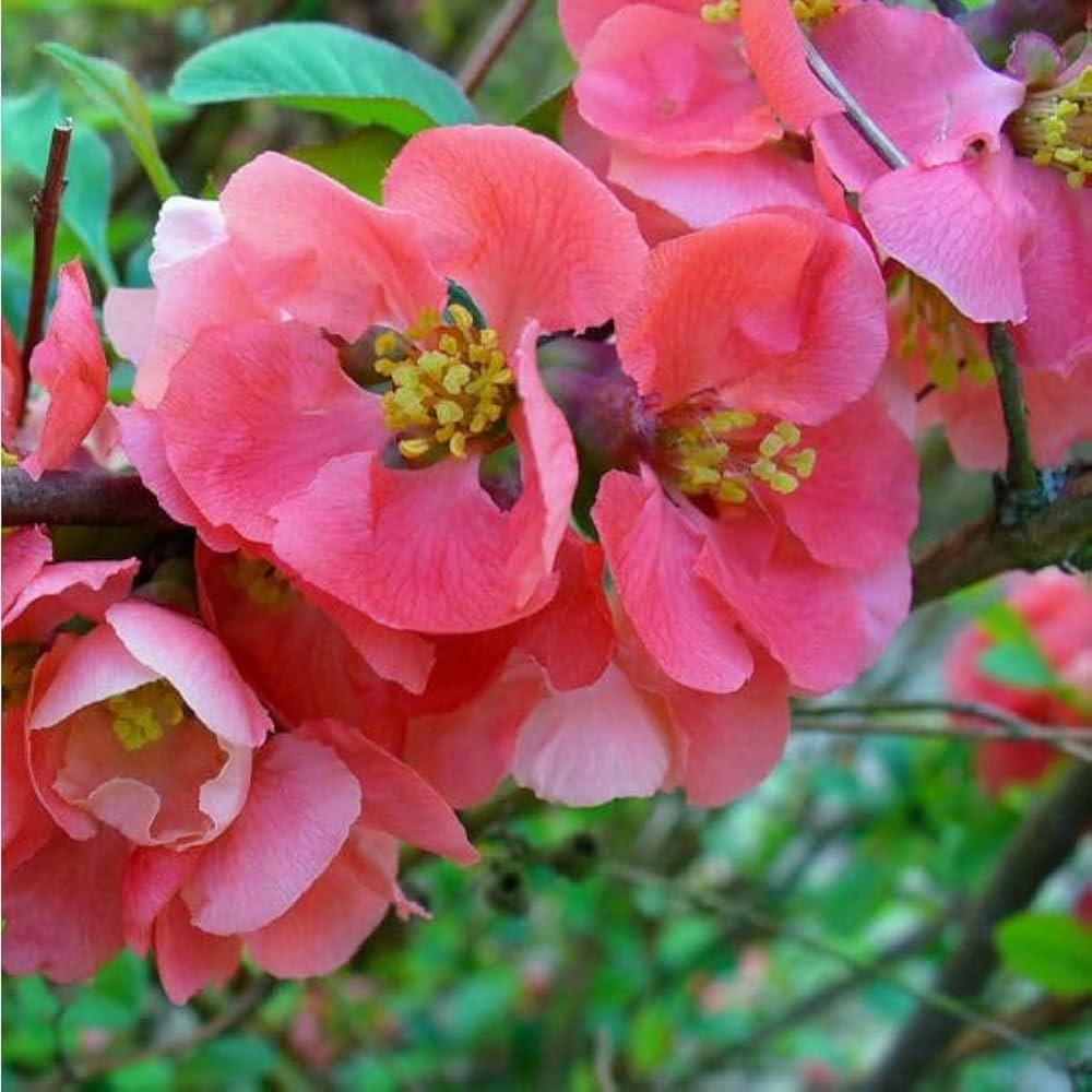 Pink Chaenomeles Flower seeds for Planting - Long Bloom Season, Heirloom & GMO Free Seeds for Home Garden
 
 Sale seeds for planting in home garden