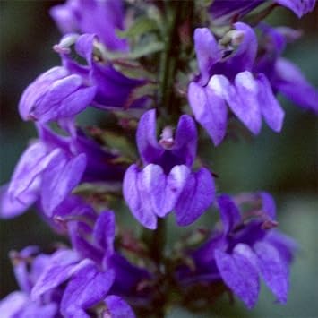 Blue Cardinal Flower seeds for Planting - Fragrant Blossoms, Heirloom & GMO Free Seeds for Home Garden
 
 Sale seeds for planting in home garden
