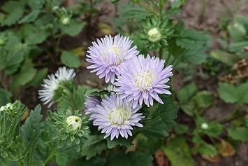 Lavender Aster Flower seeds for Planting - Garden Favorite, Heirloom & GMO Free Seeds for Home Garden
 
 Sale seeds for home garden