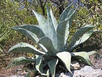 Silver Agave Flower seeds for Planting - Hardy Variety, Heirloom & GMO Free Seeds for Home Garden
 
 Sale seeds for home garden