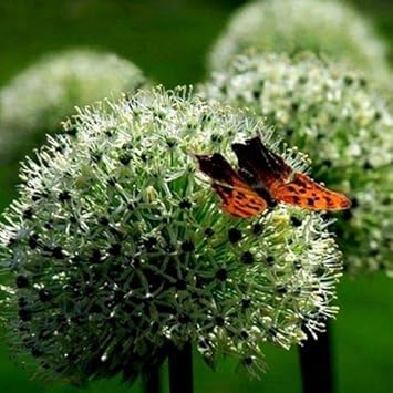 Yellow Maroon Hoya Carnosa Flower Seeds for Planting Cut Flower Favorite Heirloom & GMO Free Seeds for Home Garden
 
 Sale for planting in home garden