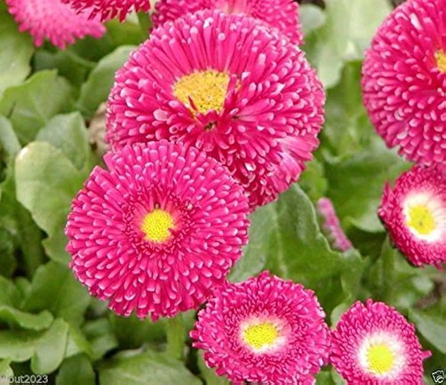 Rose Daisy Bellis perennis seeds for planting in home garden