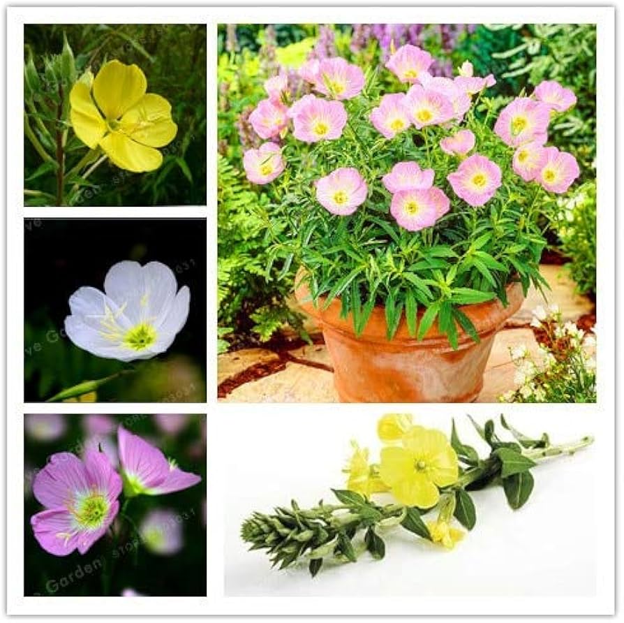 Mixed Oenothera Biennis Flower seeds for Planting - Cut Flower Favorite, Heirloom & GMO Free Seeds for Home Garden
 
 Sale seeds for planting in home garden