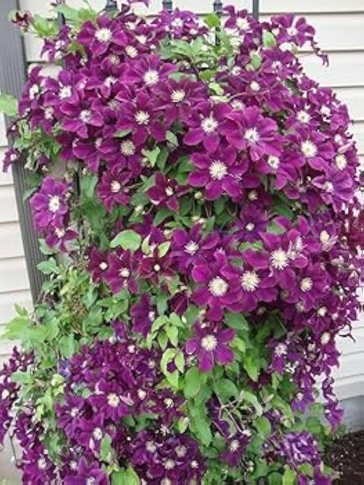 Clematis Clematis spp. for planting in trellis garden