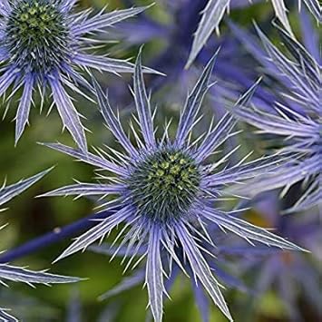 Blue Eryngo (Flat Sea Holly) Flower Seeds – Heirloom Non-GMO, Shade Tolerant for Home Garden
 
 Sale seeds for home garden