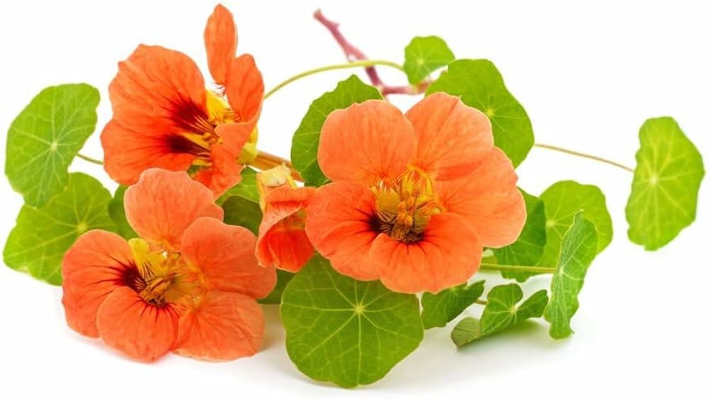Nasturtium Tropaeolum majus flower seeds for planting