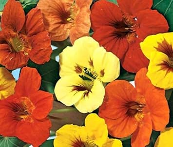 Mix Tropaeolum Majus Flower seeds for Planting - Vibrant Colors, Heirloom & GMO Free Seeds for Home Garden
 
 Sale for planting in home garden