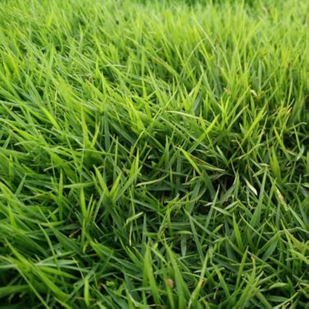 Zoysia Grass Zoysia spp. for planting in lawn