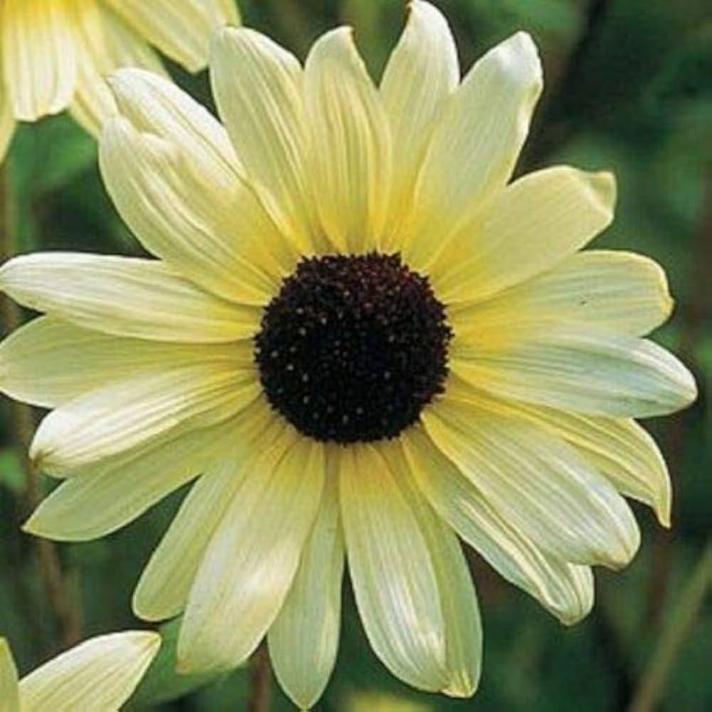 Vanilla Ice Sunflower Long-Lasting Annual Seeds for stunning blooms