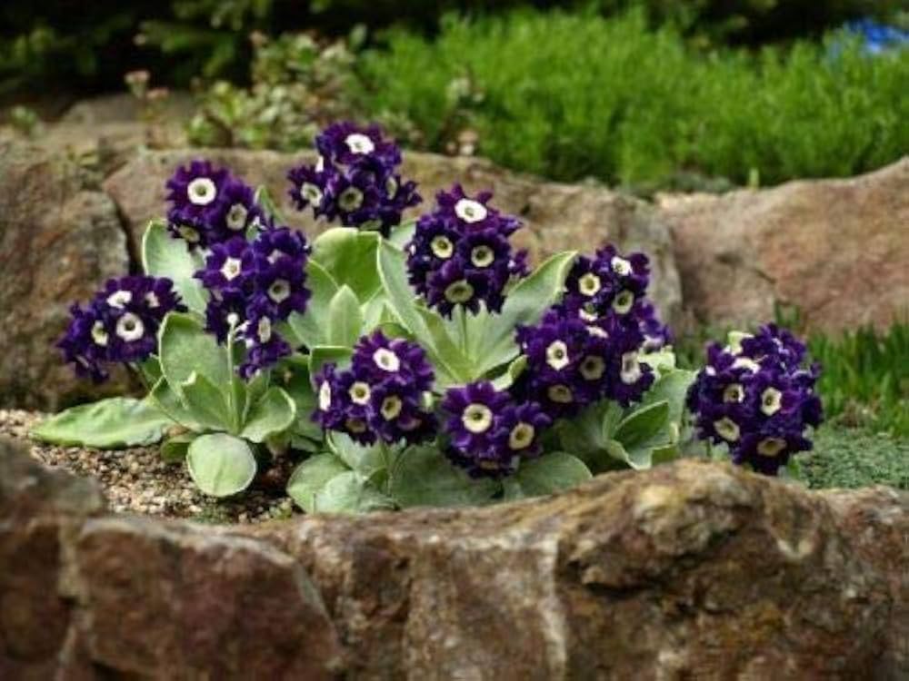 Primrose Primula vulgaris flower seeds