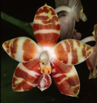 White Brown Phalaenopsis Orchid Seeds Flower seeds for Planting - Garden Favorite, Heirloom & GMO Free Seeds for Home Garden
 
 Sale for planting in home garden