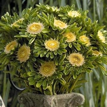 Dark Pink Hoya Flower Seeds for Planting Easy to Grow Heirloom & GMO Free Seeds for Home Garden
 
 Sale for planting in home garden