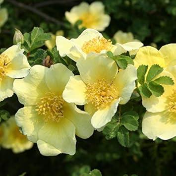 Yellow Xanthina Flower seeds for Planting - Shade Tolerant, Heirloom & GMO Free Seeds for Home Garden
 
 Sale seeds for planting in home garden