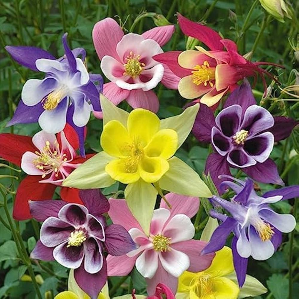 Winky Double Mix Columbine Aquilegia Flower Seeds for Planting