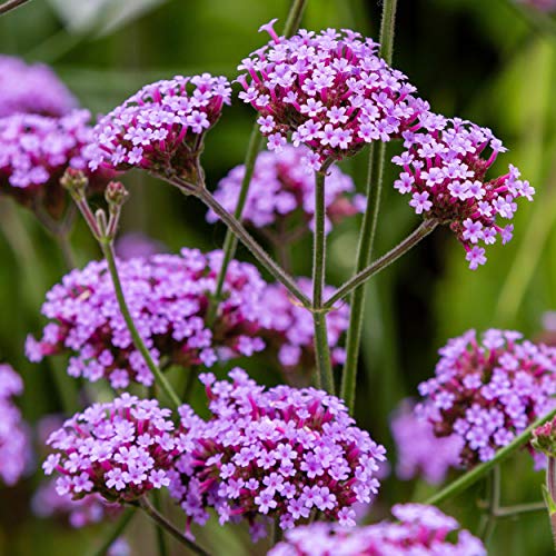 Purple Verbena Bonariensis Seeds For Planting - Vibrant Perennial Flowers