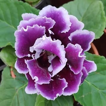 Violet White Gloxinia Flower seeds for Planting - Cottage Garden Essential, Heirloom & GMO Free Seeds for Home Garden
 
 Sale for planting in home garden.