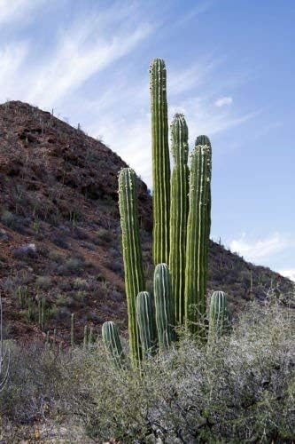 Giant Cardon Seeds For Easy Planting In Desert Landscapes Plant Seeds