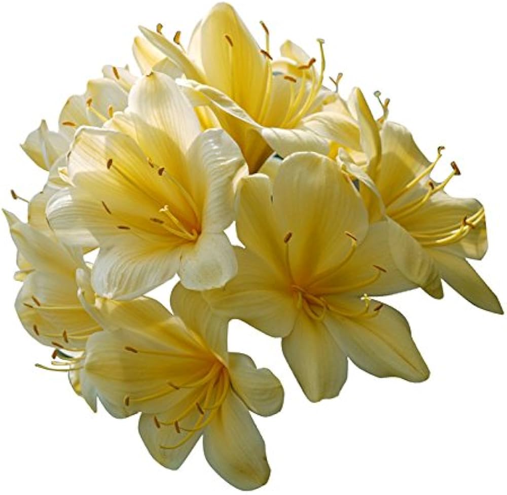 Clivia Seeds Rare Color Chinese Flower