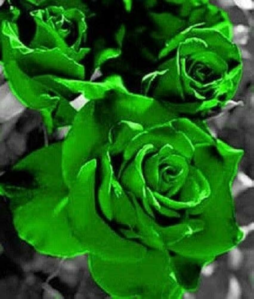 Green Roses for planting in flower bed