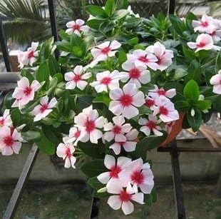 White Pink Periwinkle Flower seeds for Planting - Compact Growth, Heirloom & GMO Free Seeds for Home Garden
 
 Sale for planting in home garden