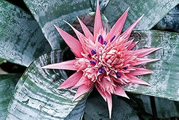 Pink Bromeliad Tillandsia Bulbosa Flower seeds for Planting - Seasonal Bloomer, Heirloom & GMO Free Seeds for Home Garden
 
 Sale seeds for home garden