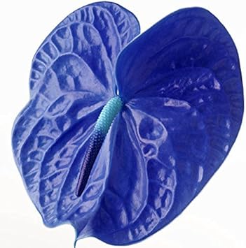 Blue Anthurium Flower seeds for Planting - Premium Quality, Heirloom & GMO Free Seeds for Home Garden
 
 Sale seeds for home garden