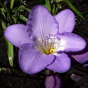 Marron Mix Dianthus Caryophyllus Flower Seeds for Planting Perfect for Borders Heirloom & GMO Free Seeds for Home Garden
 
 Sale for planting in home garden