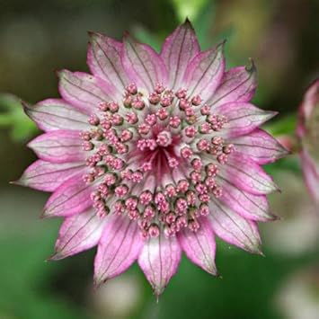 Pink Astrantia Flower seeds for Planting - Premium Quality, Heirloom & GMO Free Seeds for Home Garden
 
 Sale seeds for home garden