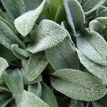 Gray Lambs Ear Flower seeds for Planting - Perfect for Borders, Heirloom & GMO Free Seeds for Home Garden
 
 Sale for planting in home garden.