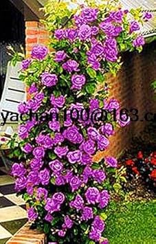 Green Gladiolus Flower Seeds for Planting Pollinator Friendly Heirloom & GMO Free Seeds for Home Garden
 
 Sale for planting in home garden