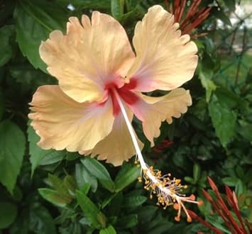 White Violet Pansy Flower Seeds for Planting – Heirloom NonGMO Organic Garden Seeds with High Germination
 
 Sale for planting in home garden