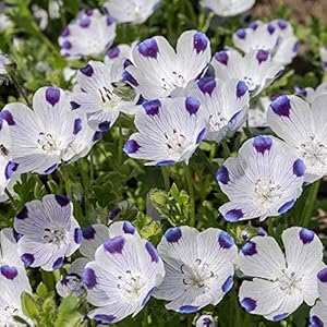 Five Spot seeds for eye-catching flowers