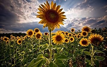 Yellow Helianthus Flower seeds for Planting - Easy to Grow, Heirloom & GMO Free Seeds for Home Garden
 
 Sale for planting in home garden