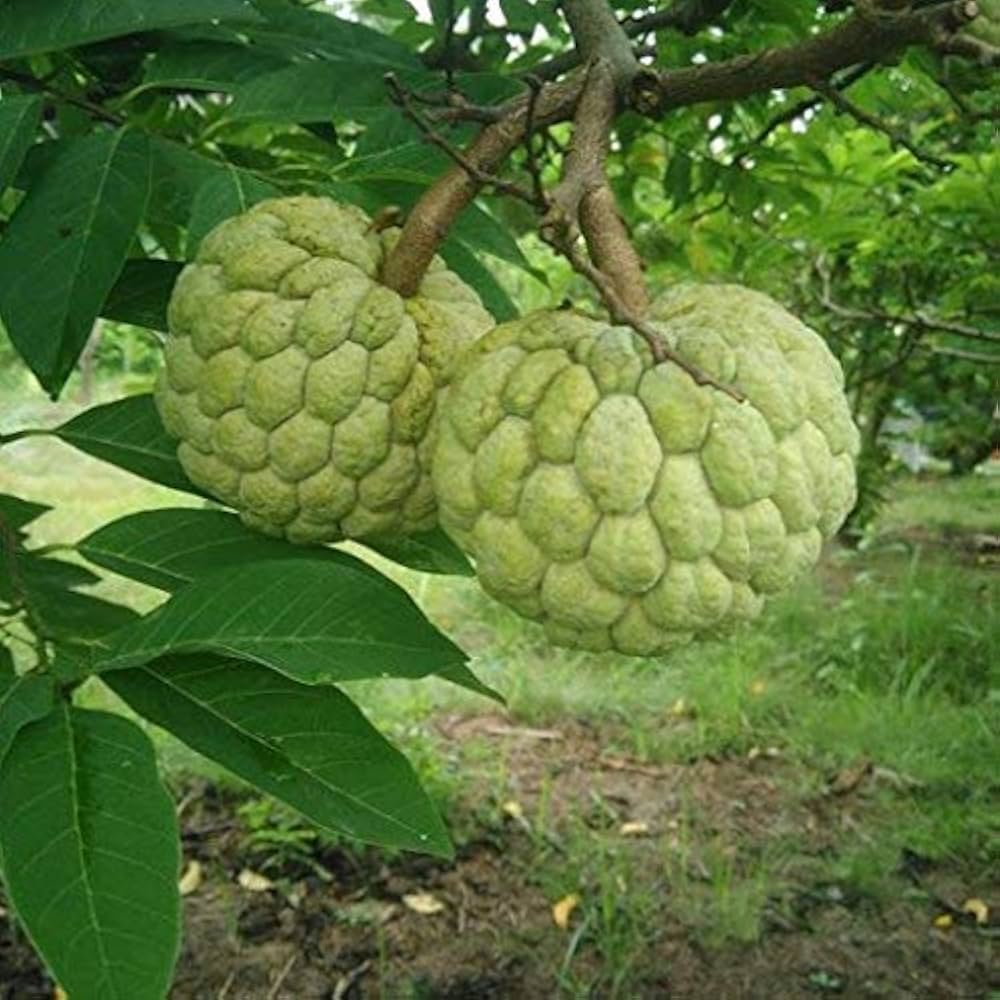 Annona Annona spp. for planting in tropical garden