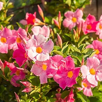 Mandevilla Sanderi Pink White Flower Seeds - Fast-Growing For Stunning Garden Display