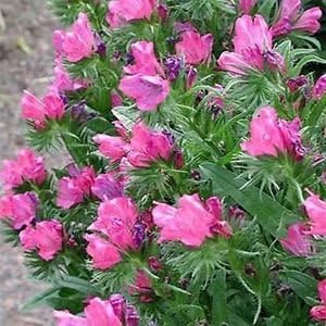 Pink Rose Bedder Flower seeds for Planting - Garden Favorite, Heirloom & GMO Free Seeds for Home Garden
 
 Sale for planting in home garden.